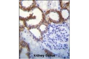 TMEM150B Antibody (N-term) (ABIN655346 and ABIN2844909) immunohistochemistry analysis in formalin fixed and paraffin embedded human kidney tissue followed by peroxidase conjugation of the secondary antibody and DAB staining. (TMEM150B antibody  (N-Term))