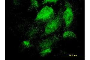 Immunofluorescence of monoclonal antibody to TEX13A on HeLa cell. (TEX13A antibody  (AA 1-409))