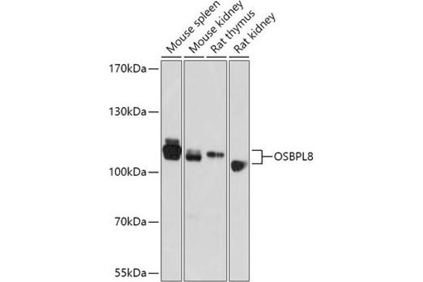 OSBPL8 antibody  (AA 1-110)