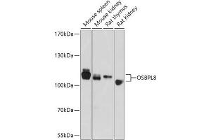 Western blot analysis of extracts of various cell lines, using OSBPL8 antibody (ABIN7269139) at 1:1000 dilution. (OSBPL8 antibody  (AA 1-110))