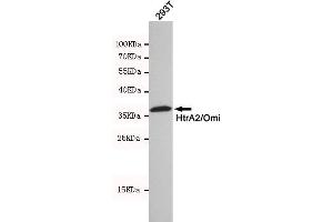 Western blot detection of HtrA2/Omi in 293T cell lysates using HtrA2/Omi mouse mAb(dilution 1:500). (HTRA2 antibody)