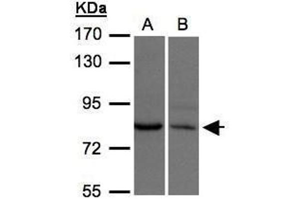 xpr1 antibody  (N-Term)