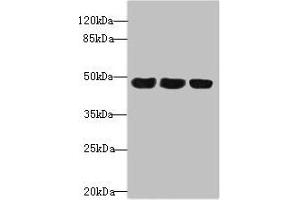 Western blot All lanes: TXNDC5 antibody at 4. (TXNDC5 antibody  (AA 1-324))