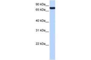 Western Blotting (WB) image for anti-Zinc Finger Protein 33A (ZNF33A) antibody (ABIN2463434) (ZNF33A antibody)