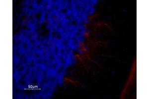 Expression of 5-Hydroxytryptamine receptor 1A in rat cerebellum - Immunohistochemical staining of rat cerebellum frozen section using Anti-5HT1A Receptor (HTR1A) Antibody (ABIN7043615, ABIN7045278 and ABIN7045279), (1:100). (Serotonin Receptor 1A antibody  (AA 251-266))