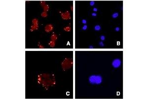 ABIN2561253 staining of ATDC5 cells (Panels A and C) and DAPI (panels B and D). (Asporin antibody  (Internal Region))