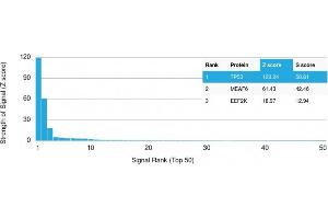 Analysis of Protein Array containing more than 19,000 full-length human proteins using p53 Recombinant Mouse Monoclonal Antibody (rBP53-12). (Recombinant p53 antibody)