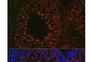 Immunofluorescence analysis of Rat testis using LDHAL6B Polyclonal Antibody at dilution of 1:100. (LDHAL6B antibody)