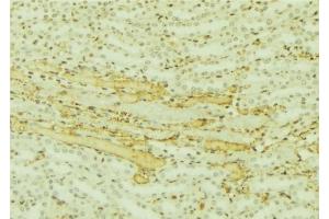 ABIN6277507 at 1/100 staining Mouse kidney tissue by IHC-P. (C10orf2 antibody  (C-Term))