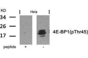 Western blot analysis of extracts from Hela cells using 4E-BP1(Phospho-Thr45) Antibody and the same antibody preincubated with blocking peptide. (eIF4EBP1 antibody  (pThr45))