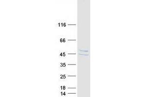 Validation with Western Blot (ABRA Protein (Myc-DYKDDDDK Tag))