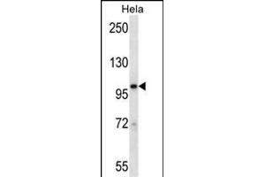 STAT2 Antibody (N-term) (ABIN657671 and ABIN2846664) western blot analysis in Hela cell line lysates (35 μg/lane).