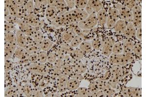 ABIN6277344 at 1/100 staining Rat kidney tissue by IHC-P. (VCP antibody  (Internal Region))