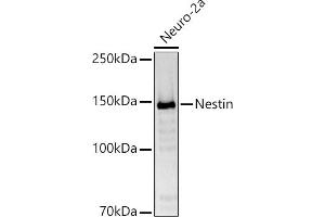 Western blot analysis of extracts of Neuro-2a cells, using Nestin antibody (ABIN6128335, ABIN6144536, ABIN6144537 and ABIN6215496) at 1:1000 dilution. (Nestin antibody  (AA 1392-1621))