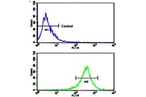 Flow cytometric analysis of WiDr cells using FGFR4 polyclonal antibody (bottom histogram) compared to a negative control cell (top histogram). (FGFR4 antibody  (N-Term))