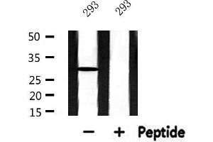 Western blot analysis of extracts from 293, using RPS3 Antibody. (RPS3 antibody  (Internal Region))
