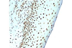 Formalin-fixed, paraffin-embedded human Tonsil stained with Pan-Nuclear Antigen Monoclonal Antibody (NM106). (Nuclear Antigen (Pan-Nuclear Marker) antibody)