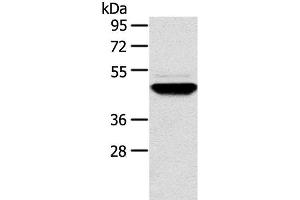 Western Blot analysis of Human fetal brain tissue using TM7SF2 Polyclonal Antibody at dilution of 1:500 (TM7SF2 antibody)