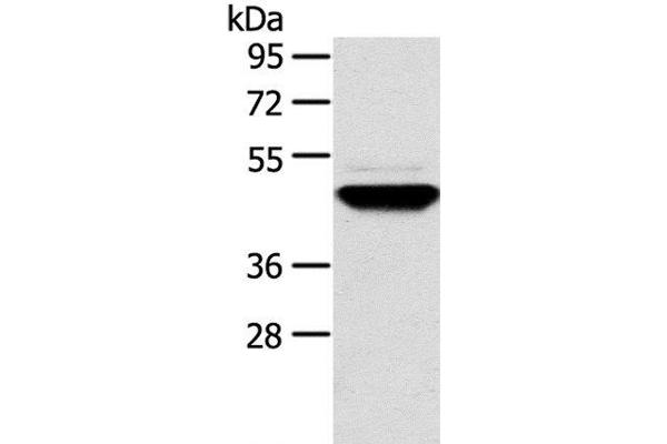 TM7SF2 antibody