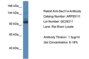 Western Blotting (WB) image for anti-SEC31 Homolog A (SEC31A) (N-Term) antibody (ABIN2786062)