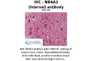 Image no. 1 for anti-Nuclear Receptor Subfamily 4, Group A, Member 3 (NR4A3) (Internal Region) antibody (ABIN1737511)