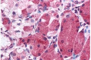 Human Stomach: Formalin-Fixed, Paraffin-Embedded (FFPE) (Malectin antibody  (Internal Region))