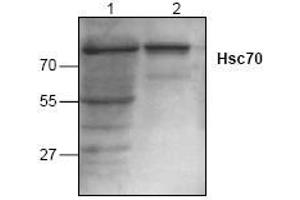 Image no. 1 for anti-Heat Shock 70kDa Protein 8 (HSPA8) antibody (ABIN127004) (Hsc70 antibody)