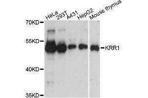 Western blot analysis of extracts of various cell lines, using KRR1 antibody (ABIN5972543) at 1:3000 dilution. (KRR1 antibody)