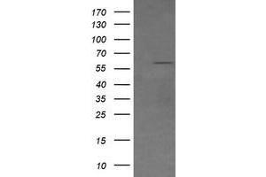 Image no. 1 for anti-CD19 Molecule (CD19) antibody (ABIN1497182) (CD19 antibody)