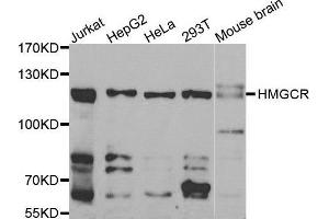 Western blot analysis of extracts of various cell lines, using HMGCR antibody. (HMGCR antibody  (AA 629-888))