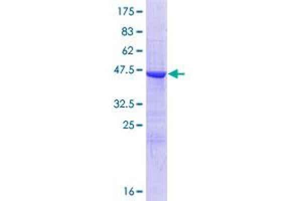 CNPY2/MSAP Protein (AA 1-182) (GST tag)