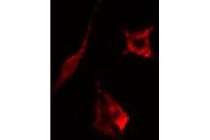 ABIN6275187 staining  293 cells by IF/ICC. (HLA-DOB antibody)