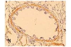 Immunohistochemistry (IHC) image for anti-Defensin, beta 103A (DEFB103A) (AA 6-22) antibody (ABIN192002) (DEFB103A antibody  (AA 6-22))