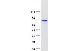 CYP3A5 Protein (Myc-DYKDDDDK Tag)