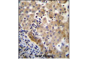 LIN7C Antibdy (C-term) (ABIN656734 and ABIN2845958) immunohistochemistry analysis in formalin fixed and paraffin embedded human liver tissue followed by peroxidase conjugation of the secondary antibody and DAB staining. (LIN7C antibody  (C-Term))