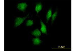 Immunofluorescence of purified MaxPab antibody to TXNDC3 on HeLa cell. (TXNDC3/NME8 antibody  (AA 1-588))
