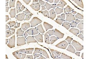 ABIN7096266 and ABIN7100328 at 1/100 staining mouse muscle tissue by IHC-P.