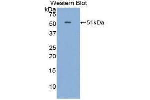 Western Blotting (WB) image for anti-Fibroblast Growth Factor 6 (FGF6) (AA 41-208) antibody (ABIN1858875) (FGF6 antibody  (AA 41-208))