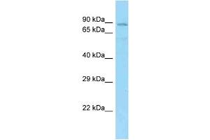 WB Suggested Anti-SHCBP1L Antibody Titration: 1. (SHCBP1L antibody  (N-Term))