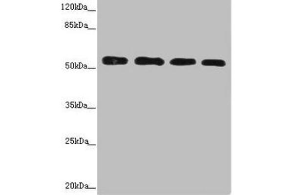 CALCOCO2 antibody  (AA 137-446)