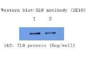 Western Blotting (WB) image for anti-Interleukin 6 (IL6) antibody (ABIN1107854) (IL-6 antibody)