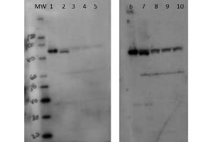Western Blot of Rabbit anti-Setdb2 antibody. (SETDB2 antibody)