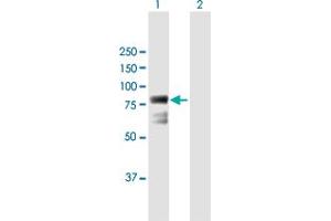 Western Blot analysis of ECD expression in transfected 293T cell line by ECD MaxPab polyclonal antibody. (ECD/SGT1 antibody  (AA 1-644))