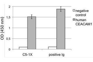 Image no. 2 for anti-Carcinoembryonic Antigen-Related Cell Adhesion Molecule 1 (CEACAM1) antibody (ABIN614759) (CEACAM1 antibody)