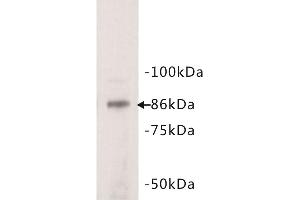 Western Blotting (WB) image for anti-Signal Transducer and Activator of Transcription 3 (Acute-Phase Response Factor) (STAT3) (N-Term) antibody (ABIN1854975) (STAT3 antibody  (N-Term))
