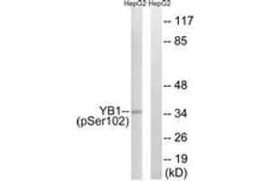 Western blot analysis of extracts from HepG2 cells treated with PMA 125ng/ml 15', using YB1 (Phospho-Ser102) Antibody.