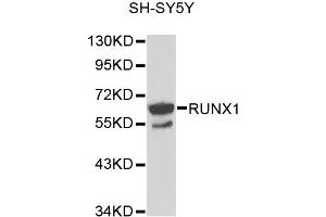 Western blot analysis of extracts of SH-SY5Y cells, using RUNX1 antibody. (RUNX1 antibody)