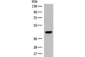 Western blot analysis of Human fetal brain tissue lysate using S1PR5 Polyclonal Antibody at dilution of 1:200 (S1PR5 antibody)