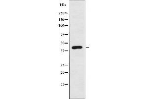 Western blot analysis of extracts from COLO205 cells, using MAEA antibody. (MAEA antibody  (Internal Region))