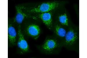 IF analysis of COX6B1 using anti-COX6B1 antibody (ABIN7603206). (COX6B1 antibody  (N-Term))